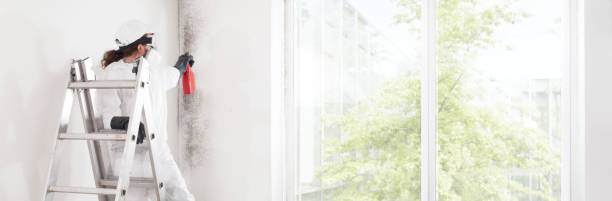Mold Remediation for Vacation Homes in Kekaha, HI