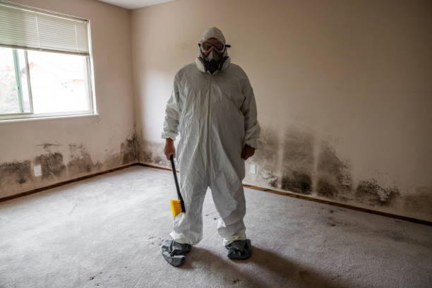 Best Post-Construction Mold Inspection  in Kekaha, HI